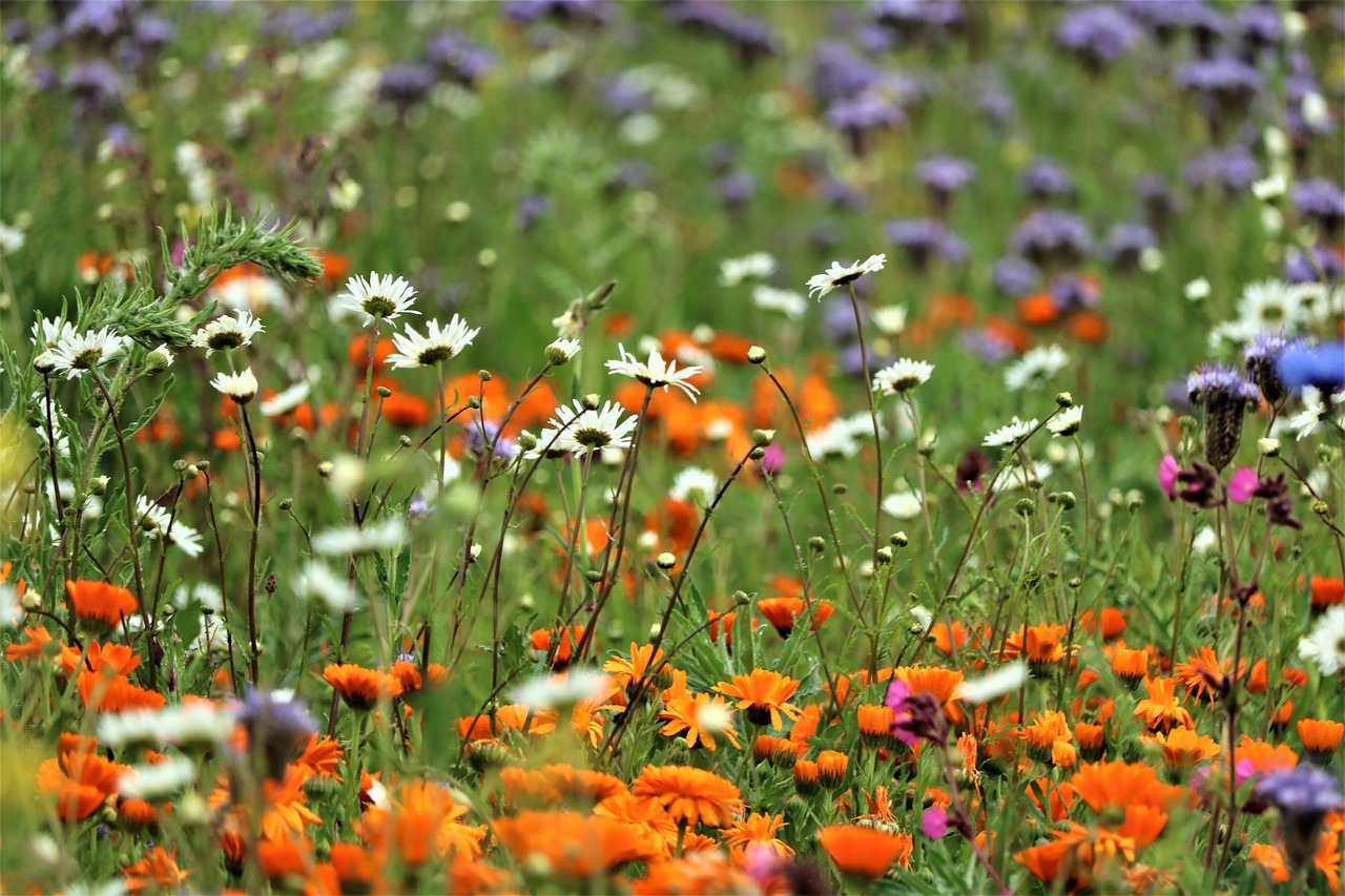 The Relationship Between Biodiversity and Human Health